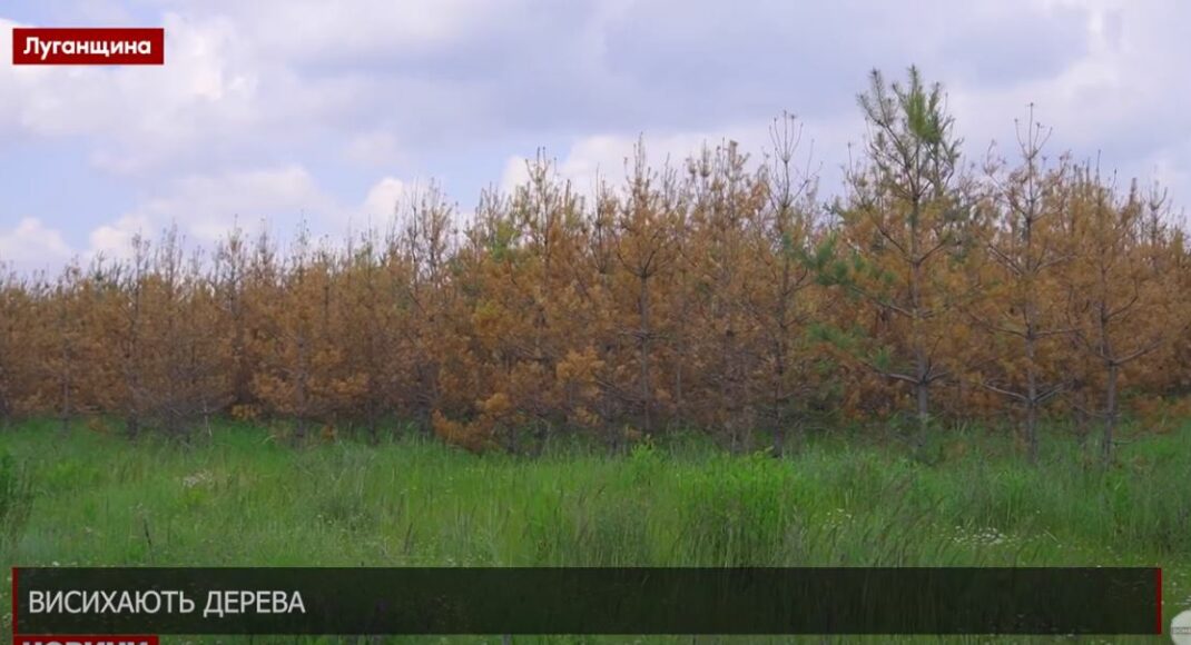 На Луганщині висихають дерева: причина (відео)