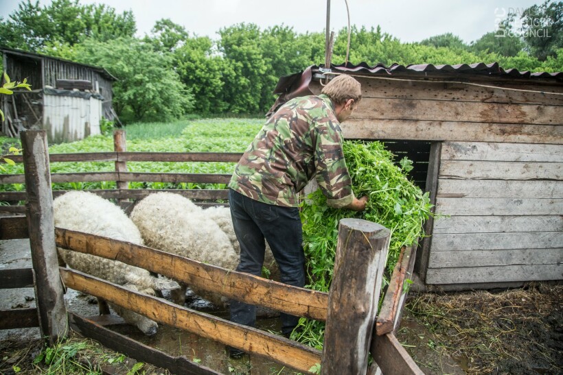 Переселенец на Луганщине разводит особую породу свиней