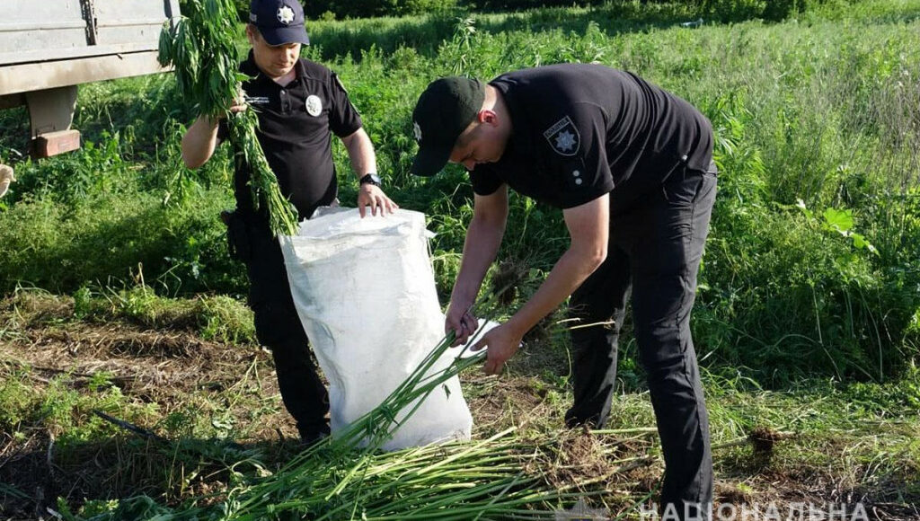 На Донеччині поліцейські знищили майже 5 тисяч кущів конопель