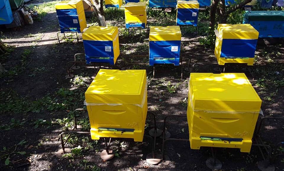 На Луганщині тільки в Марківському ліцеї готуватимуть бджолярів: закупили обладнання за грантом
