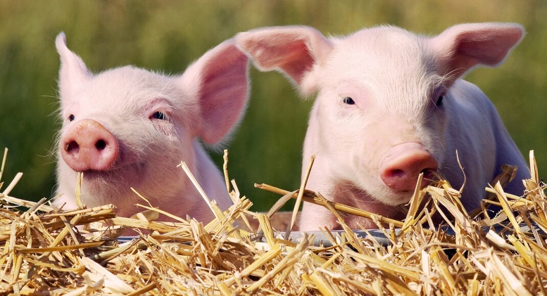 На Луганщине выявлен случай африканской чумы свиней