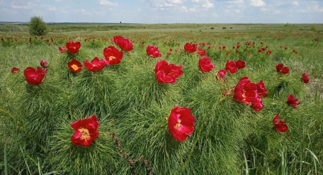 На Луганщині вночі розорали 22 гектари території заповідника "Стрільцівський степ"