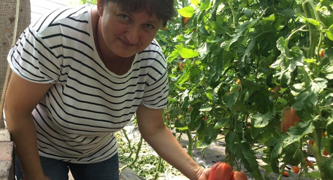 На Луганщине овощеводы собирают урожай помидоров дважды за сезон