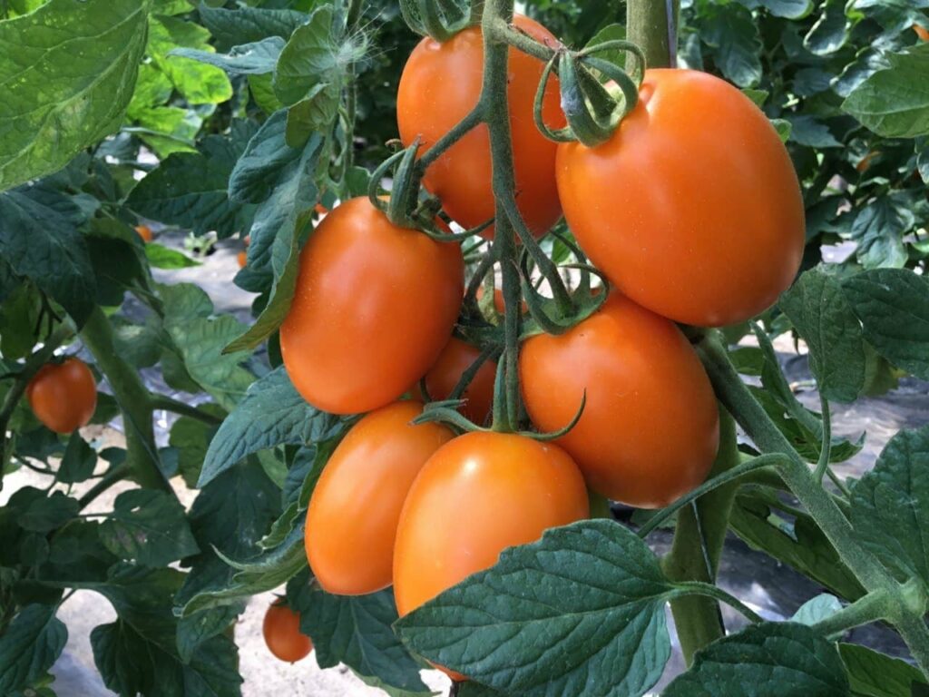 урожай помидоров в Станице Луганской