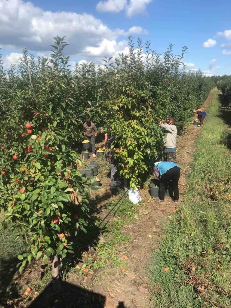 На Луганщине при поддержке USAID наладили массовую продажу яблок в супермаркеты и изготовление сока без сахара