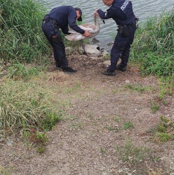 На Луганщині поліцейські врятували лебедя з пожежі на ставці