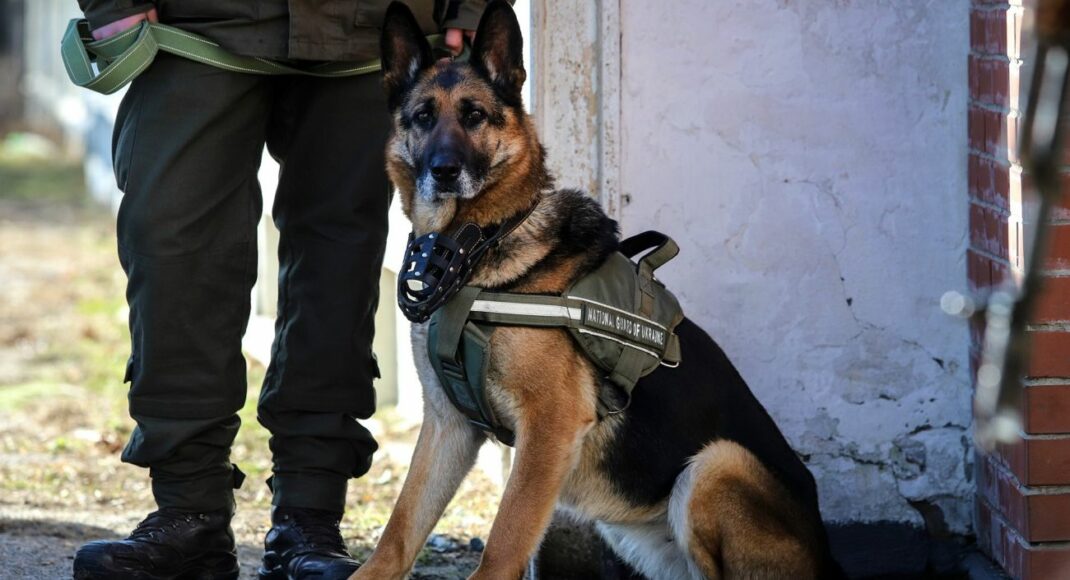 У Слов'янську службовий собака допоміг поліцейським в розкритті пограбування