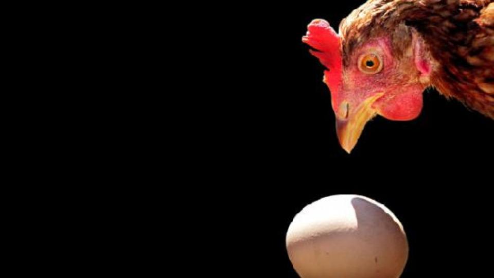 Оккупанты "лнр" возбудили дело в отношении птицефабрики, которая повысила отпускные цены на куриные яйца