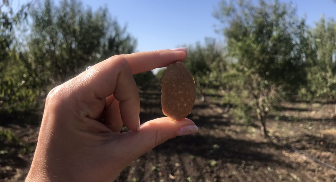 Под Мариуполем на единственной плантации на Донетчине собрали первый урожай миндаля - более тонны орехов (видео)