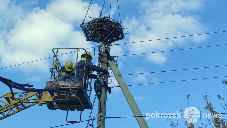 У Покровському районі енергетики переносять гнізда лелек на спеціальні опори