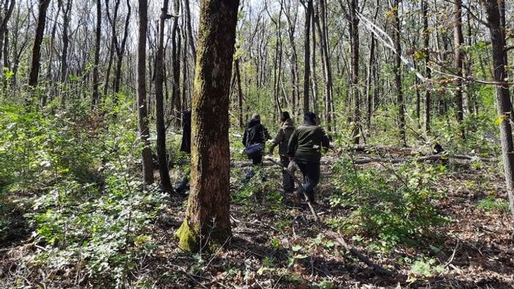 На Донеччині 140 гектарів лісів перевірили на наявність хворих дерев