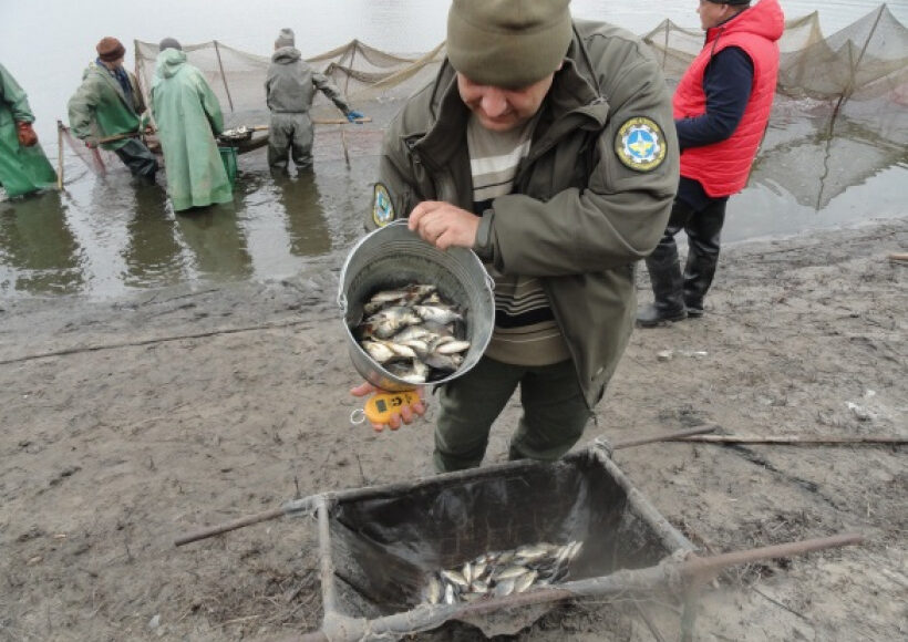 В водоемы Славянской ТЭС запустили почти 300 тысяч мальков рыб