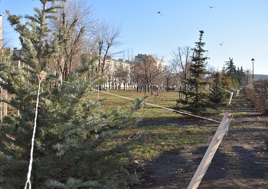 ели на площади в Северодонецке