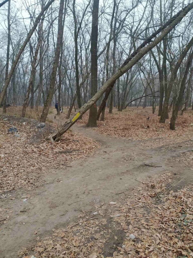 удаление деревьев в будущем парке Славянска