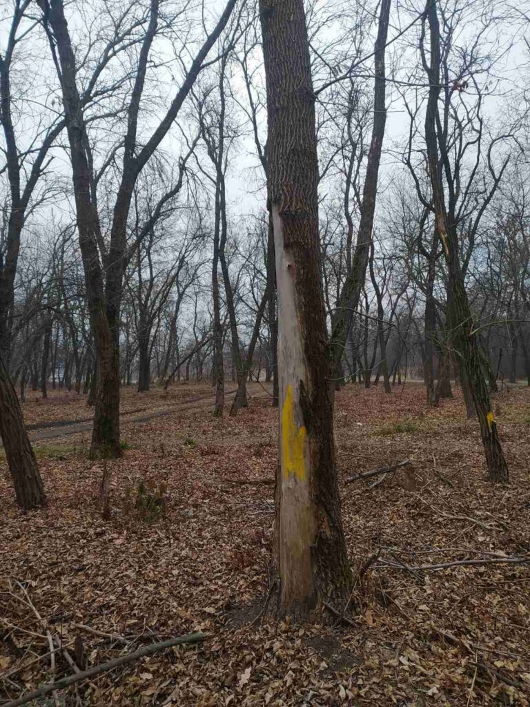 удаление деревьев в будущем парке Славянска