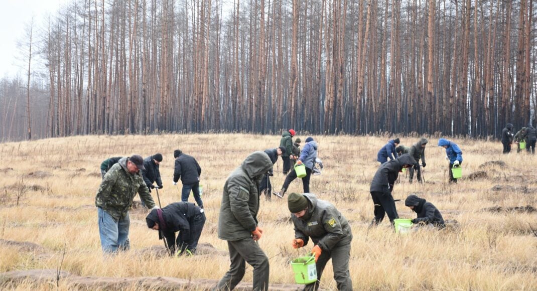 У Луганській області близько 20 млн дерев планують висадити у 2022 році