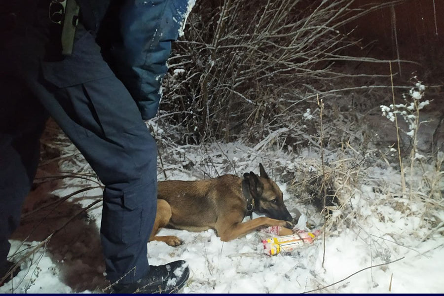 В Мариуполе гвардейская служебная собака обнаружила тайник с боеприпасами в снегу