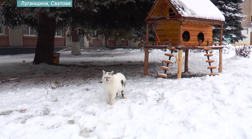 В Сватово на Луганщине установили домики для уличных котов