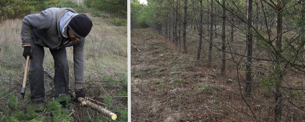 На Луганщині розпочалася кампанія з підготовки до продажу новорічних ялин