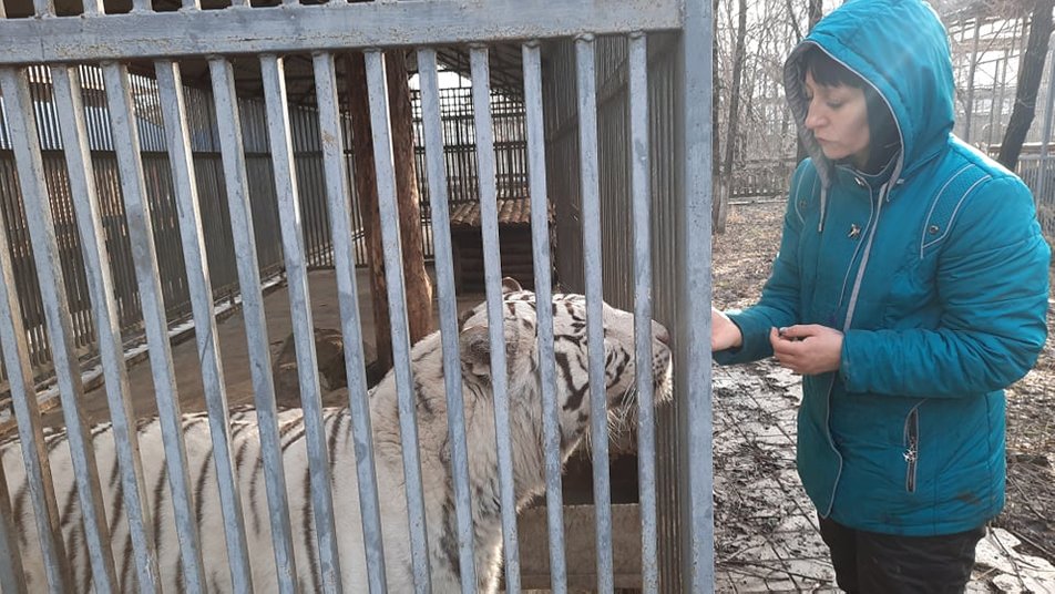 В Мариупольском зоопарке родится тигренок у бенгальских тигров 