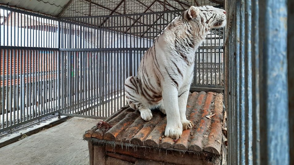 В Мариупольском зоопарке родится тигренок у бенгальских тигров (видео)