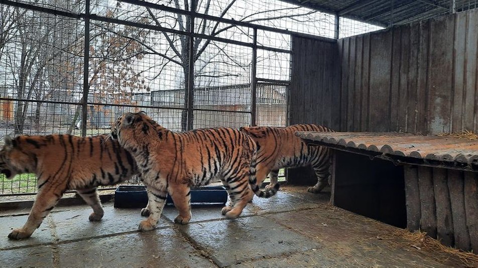 В Мариупольском зоопарке родится тигренок у бенгальских тигров 