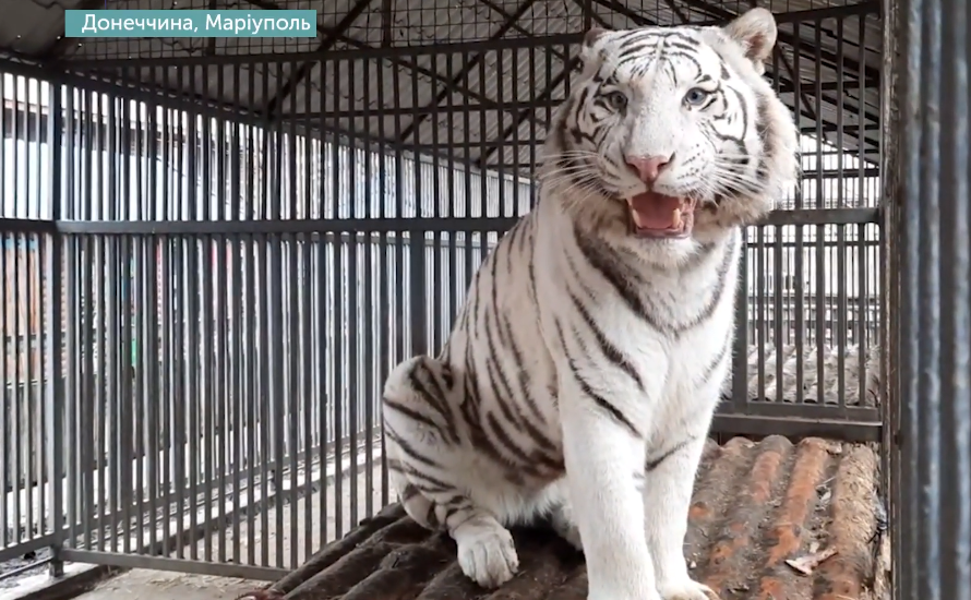 В Мариупольском зоопарке родится тигренок у бенгальских тигров (видео)