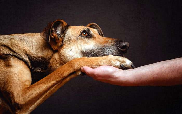 На Донеччині власники домашніх тварин зможуть отримати безкоштовні онлайн-консультації іноземних ветеринарів