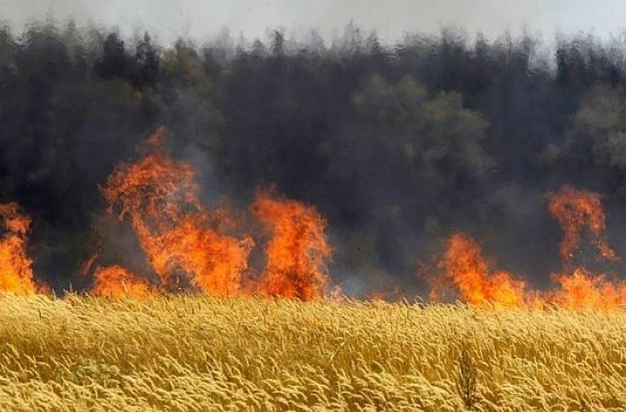 З Луганщини росіяни вивезли або знищили обсяг потреб жителів області в зернових майже на три роки, - Гайдай