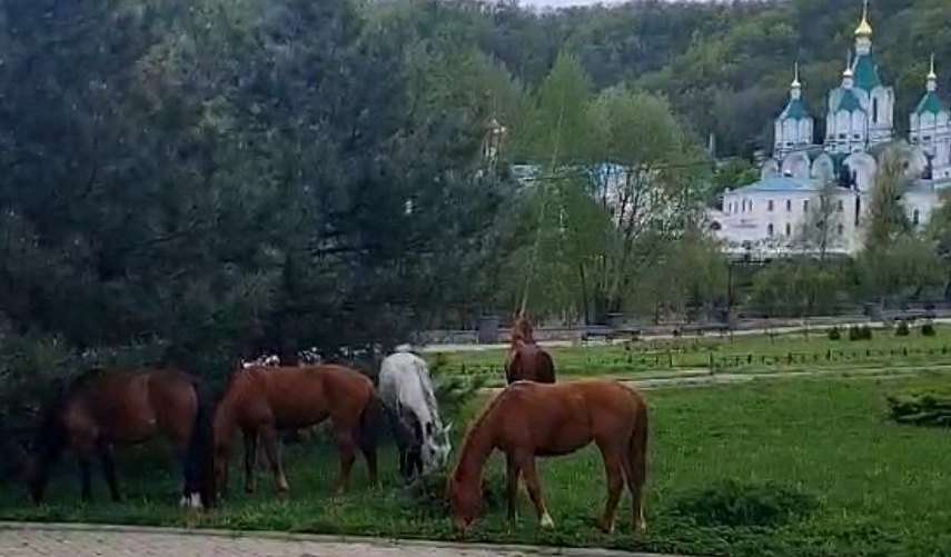 лошади святогорск