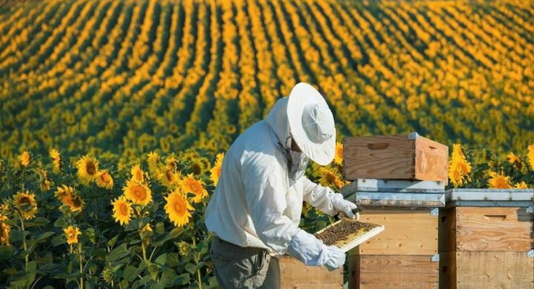 На окупованих територіях Луганщини пасічники масово закривають бізнес з виробництва меду