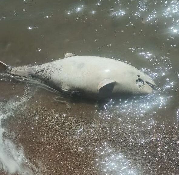 На берегу Азовского моря из-за загрязнений в Мариуполе погибают дельфины, — Андрющенко (фото)