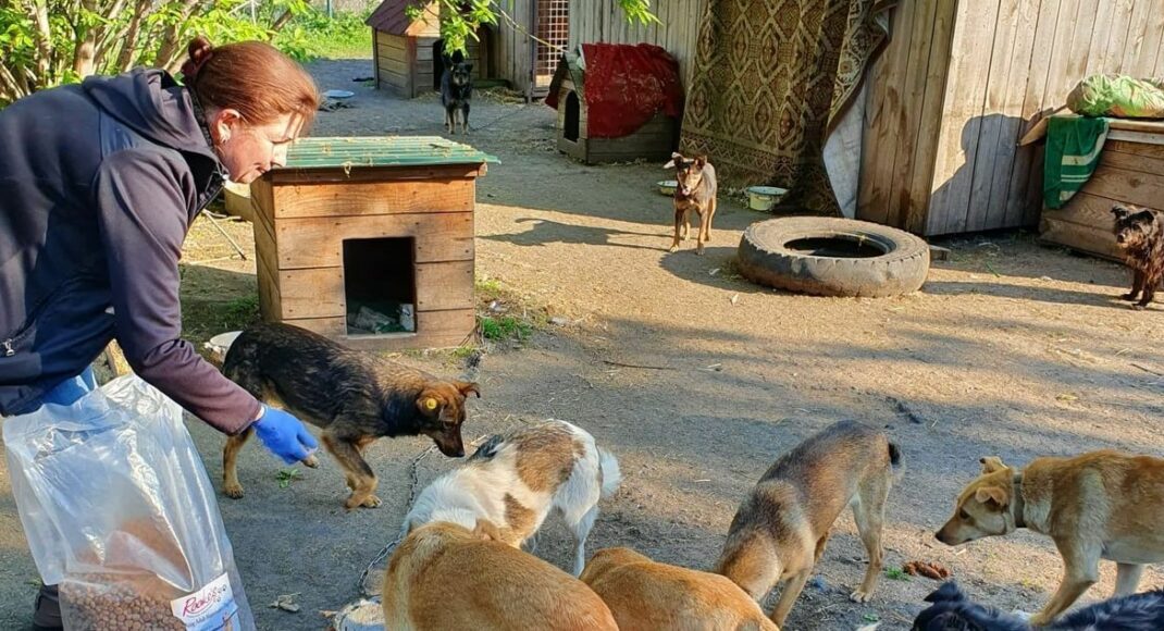"Дай шанс": как в Славянске спасают животных, брошенных во время войны