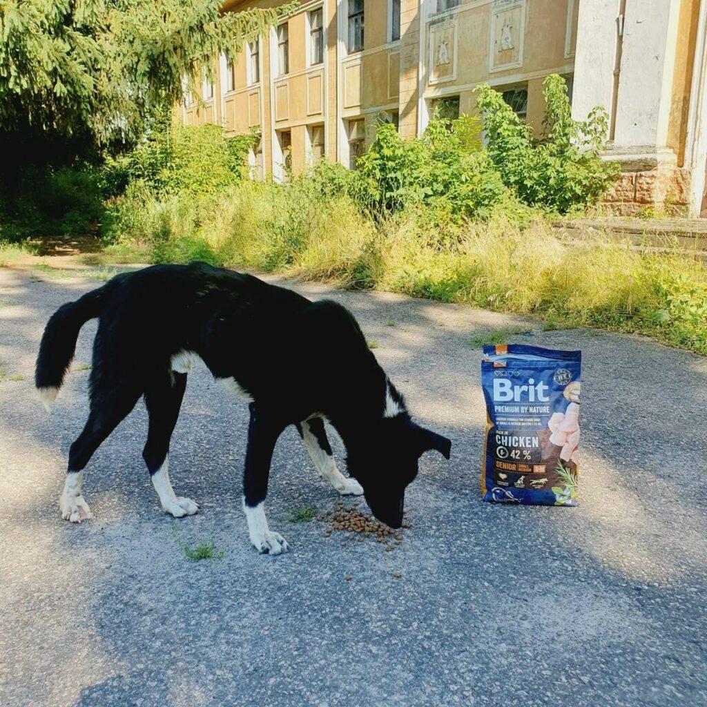 Слов'янськ собаки бездомні тварини
