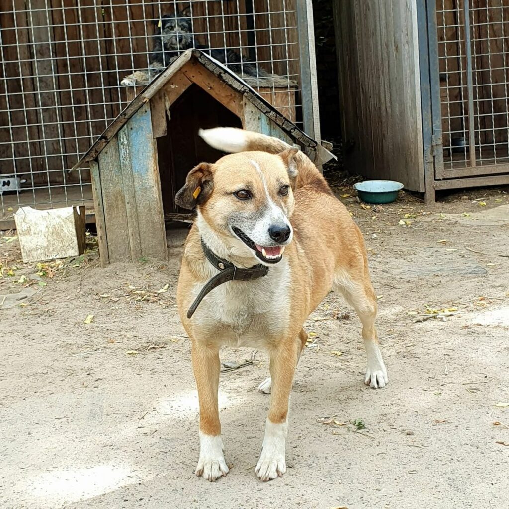 Слов'янськ собаки бездомні тварини