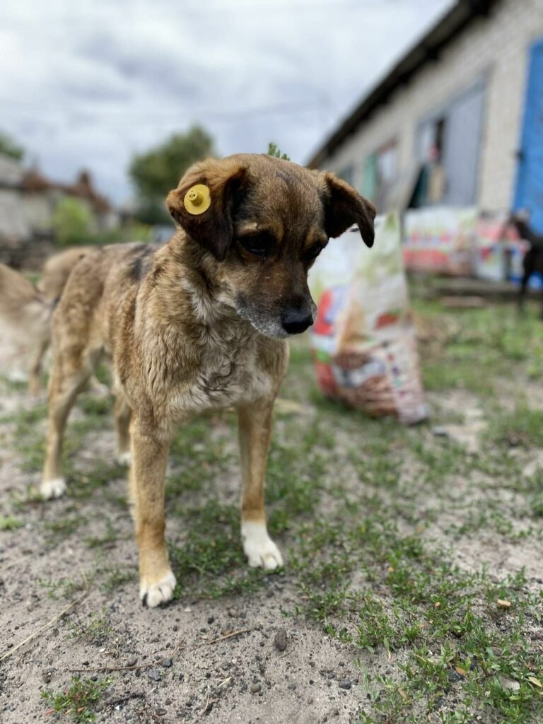 Слов'янськ собаки бездомні