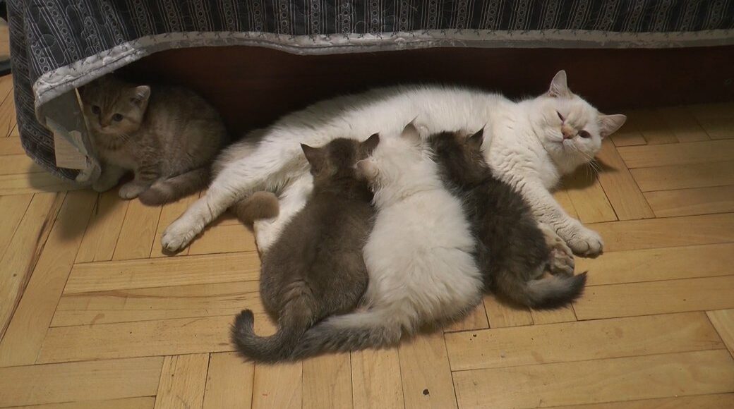 Евакуйовані з Маріуполя кішки народили 30 кошенят у Дніпрі