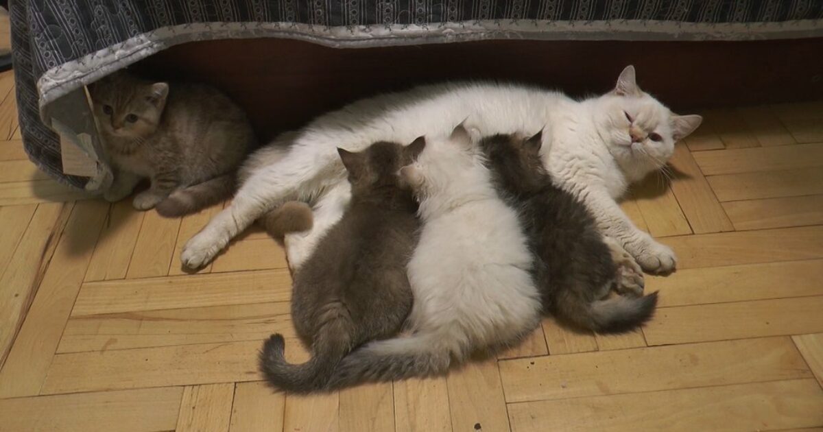 Евакуйовані з Маріуполя кішки народили 30 кошенят у Дніпрі – Східний варіант
