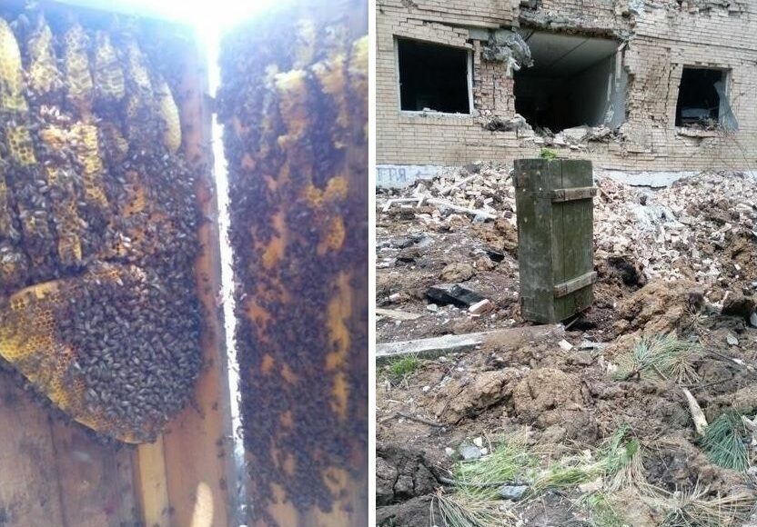 У Бахмуті до казарми українських захисників прибився бджолиний рій