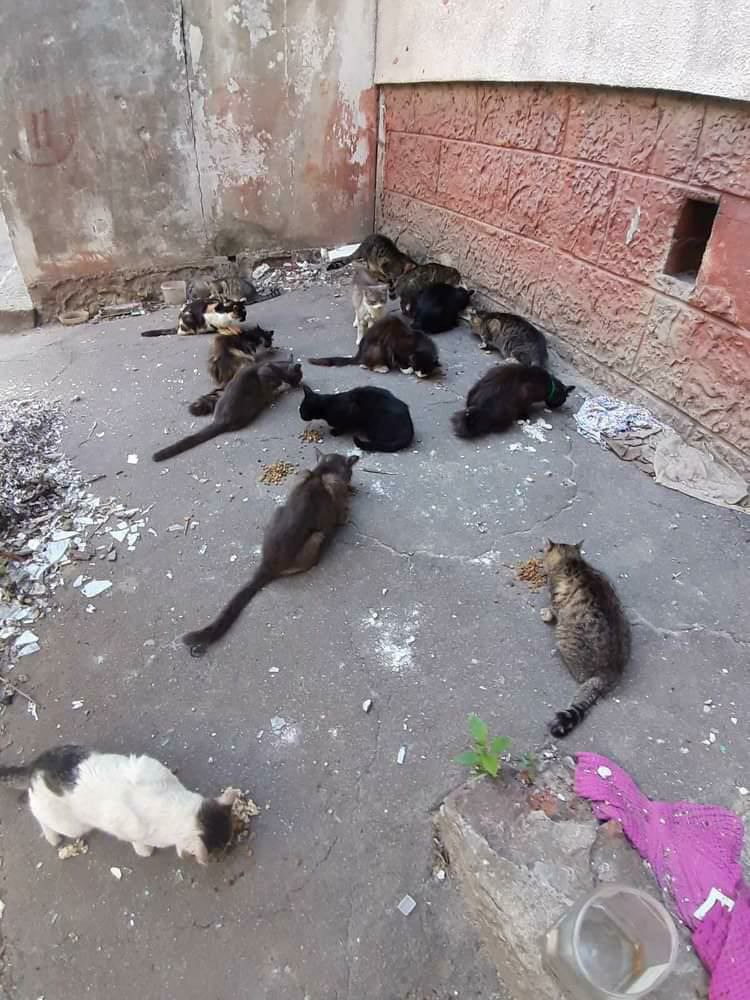 Мариупольские коты