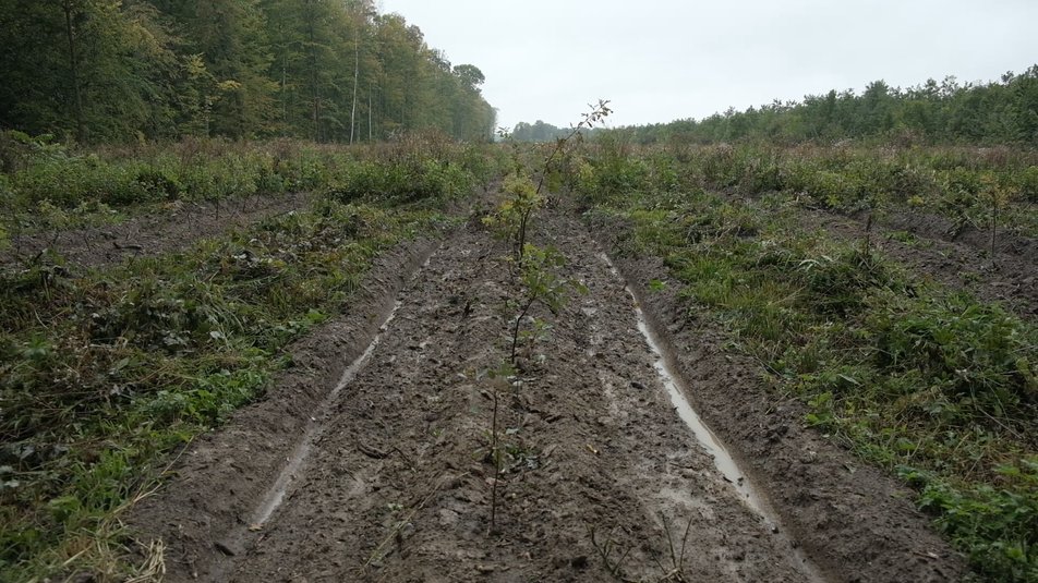Переселенка з Донеччини майже 2 роки створює ліси на Вінниччині