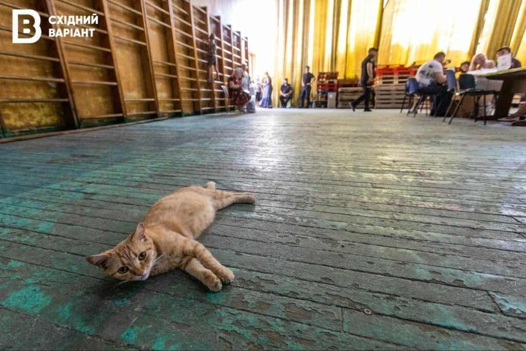 штаб для переселенців з Луганщини у Дніпрі котик