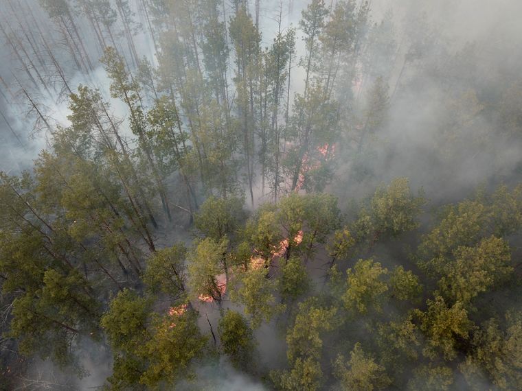 Внаслідок російських обстрілів в Україні знищено 3 мільйони гектарів лісів, - Зеленський