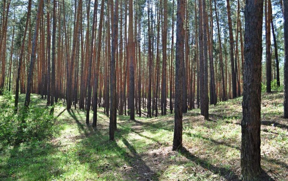 Из-за пожаров во время оккупации на Лиманщине повреждено около 6 тысяч га лесничества
