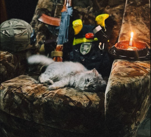 Волинські поліцейські доглядають кошеня, якого врятували в Лимані (фото)