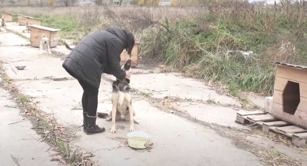 Волонтеры из Бахмута обустраивают приют для собак на Днепропетровщине: видео