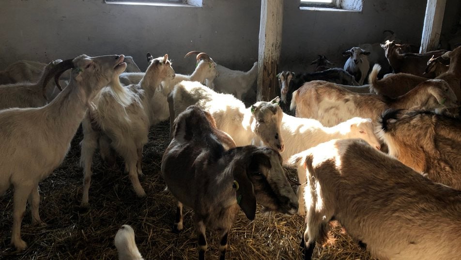 Ферма на Прикарпатті стала прихистком для понад пів сотні тварин із Бахмута
