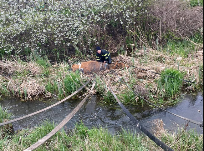 У Краматорську 6 рятувальників витягували з річки корову