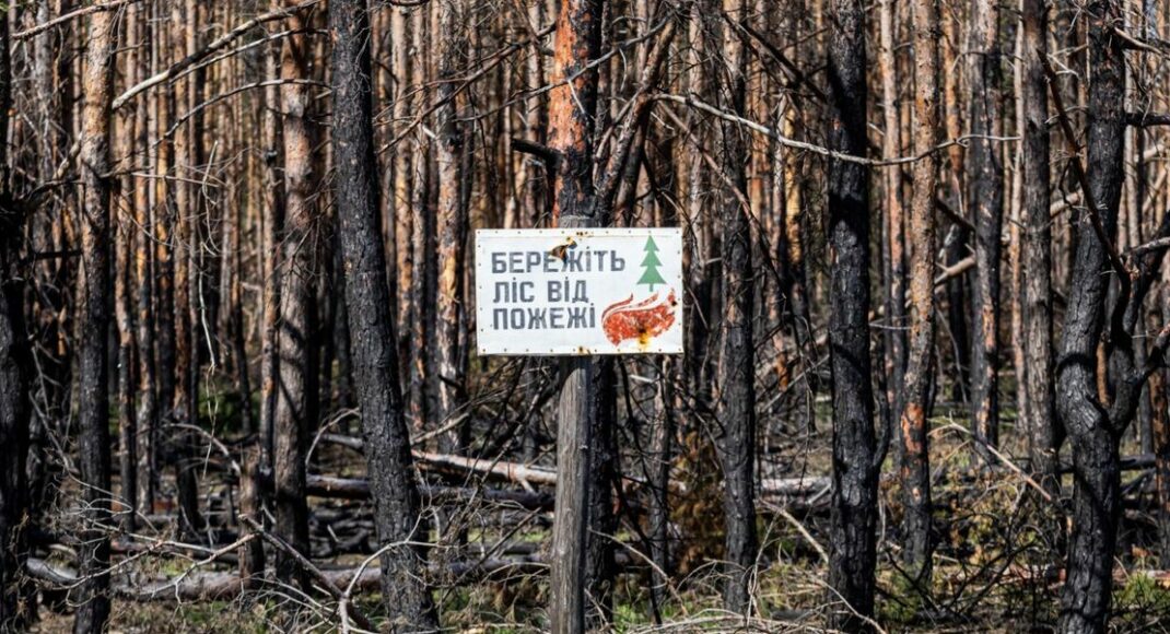 9 тисяч нових саджанців: як відновлюються ліси Донеччини та які існують проблеми