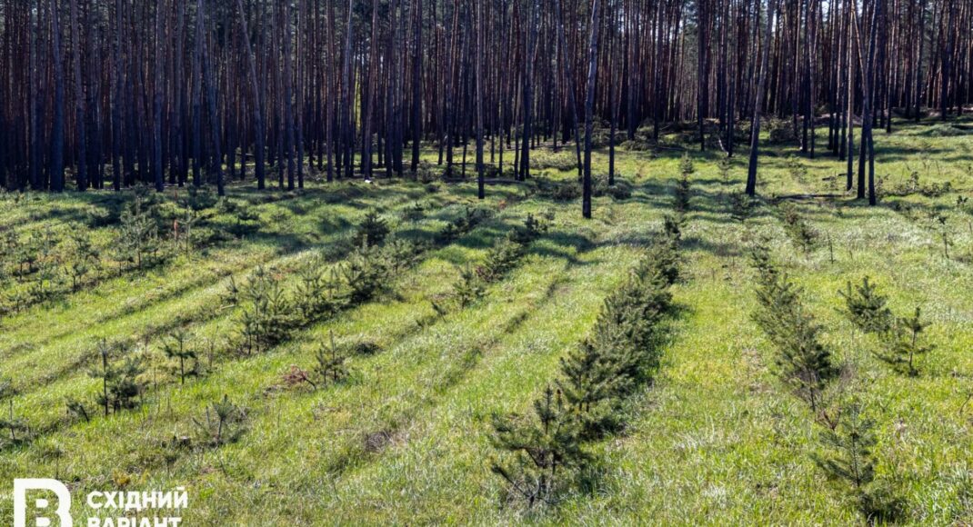 У ДП "Лиманський лісгосп" запрацювала власна пилорама